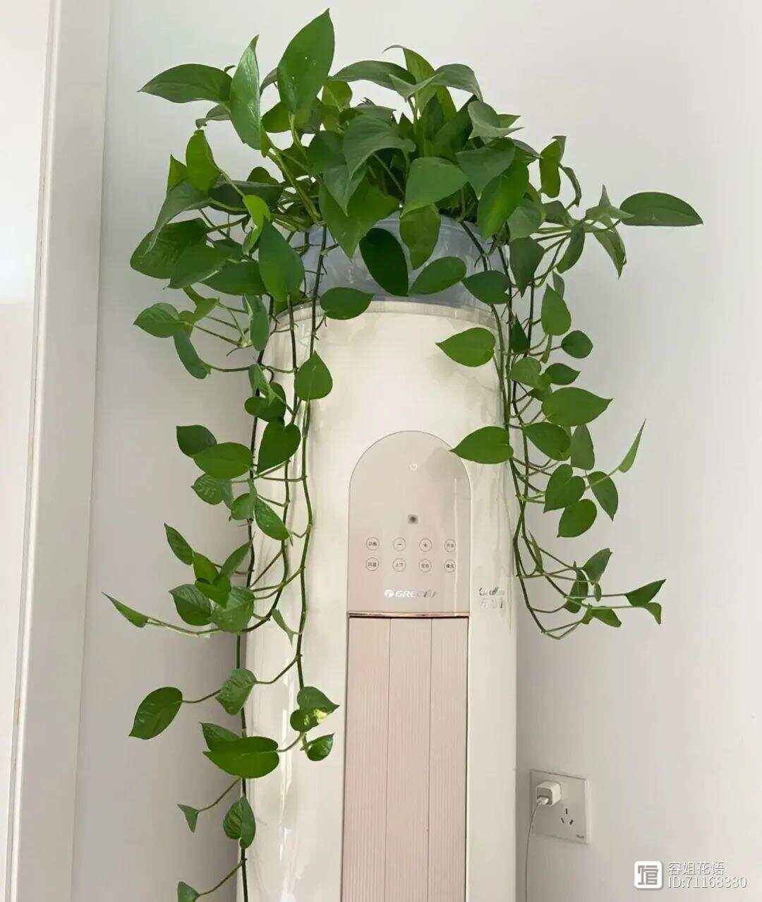 绿萝摆放在哪里好