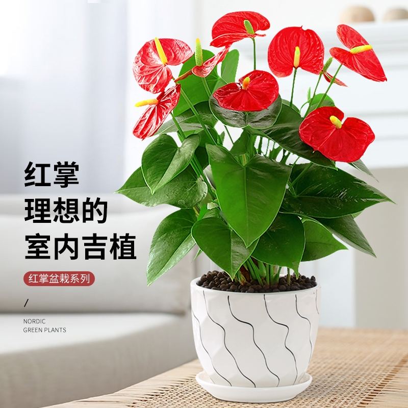 红掌放哪里旺财