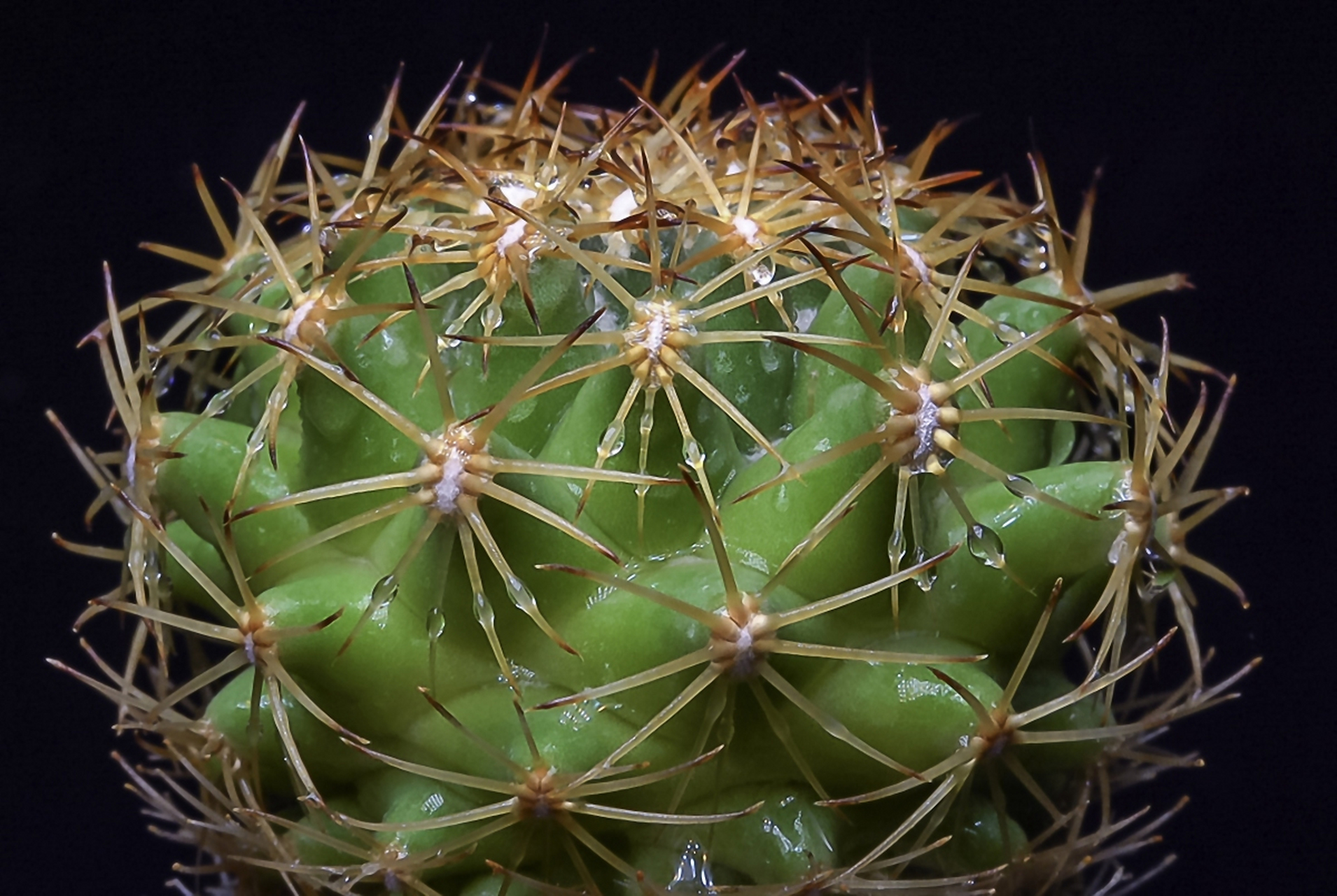 带刺植物风水