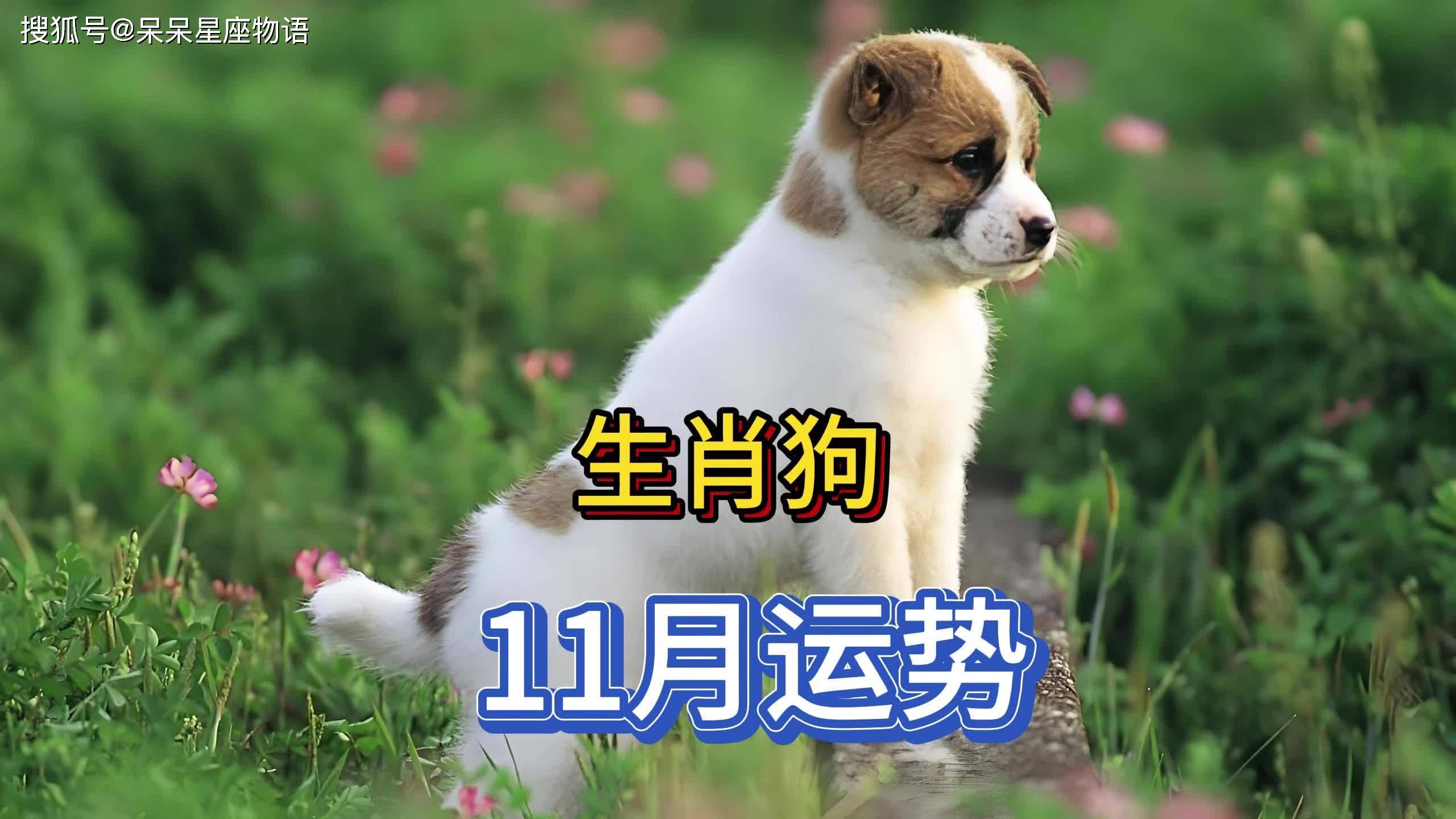 科普展现:生肖狗今日运势（生肖兔今日运势）