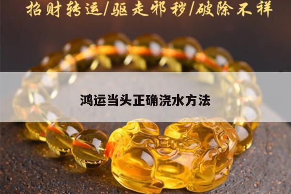 鸿运当头正确浇水方法